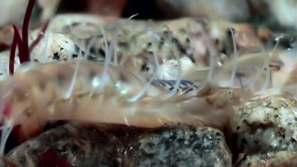 Egyedi Csupaszkopoltyús csigák meztelen csiga a tiszta víz alatti tengerfenék fehér-tenger. — Stock videók
