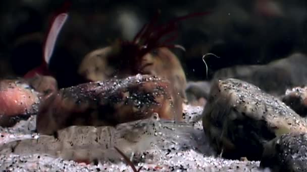 Üveg garnélarák álarcos keres élelmiszer víz alatti tengerfenék-tenger fehér Oroszország. — Stock videók