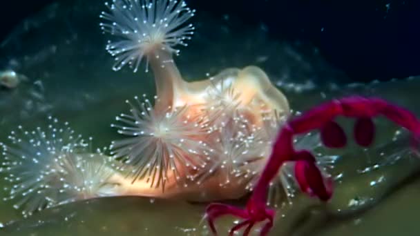 Skeleton sea goat Caprellalinearis underwater on seabed of White Sea. — Stock Video