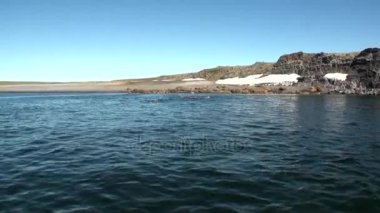 Morslar New Earth Vaigach adasında Arktik Okyanusu kıyısında tabanının besleme.