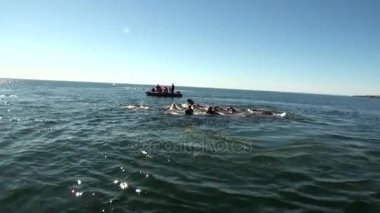 İnsanlar walruses Arctic suda grup yakınındaki kauçuk teknede yeni dünya.