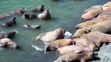 Arktik Okyanusu Rusya'da Yeni Dünya'nın suda walruses kalan grup.
