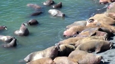 Rusya'da yeni dünya üzerindeki Arktik Okyanusu kıyısında walruses kalan grup.