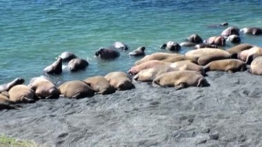 Rusya'da yeni dünya üzerindeki Arktik Okyanusu kıyısında walruses kalan grup.