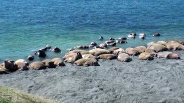 Grup walruses dinlenme New Earth Vaigach adasında Arktik Okyanusu kıyısında.