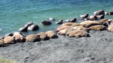 Grup walruses dinlenme New Earth Vaigach adasında Arktik Okyanusu kıyısında.