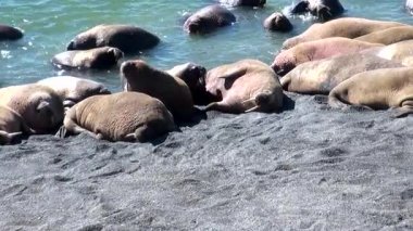 Rusya'da yeni dünya üzerindeki Arktik Okyanusu kıyısında walruses kalan grup.