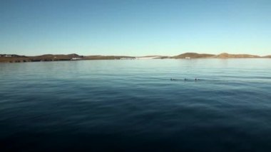 Yeni Dünya Vaigach adasında Arktik Okyanusu Sahili ve su yüzeyine.