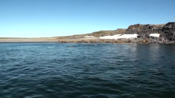 Utfodring bas av valrossar på Gardasjöns norra ishavet på New Earth Vaigach Island. — Stockvideo