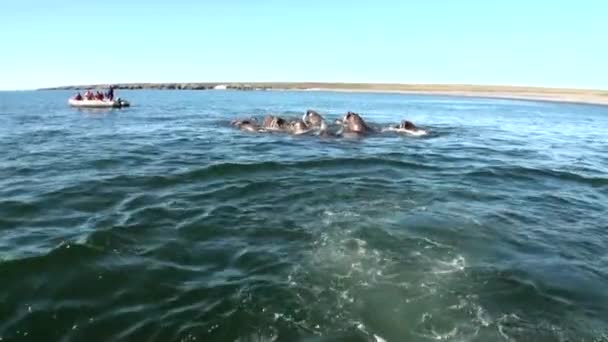 Люди в гумовому човні поблизу Група зльоту моржів у воді Арктиці на новій землі. — стокове відео