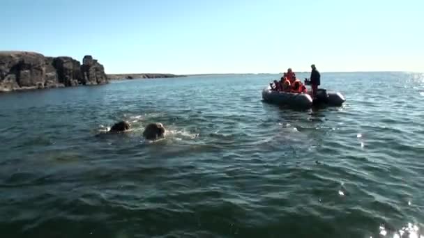 Mensen in rubberboot in de buurt van de groep van in water van Arctic walrussen op de nieuwe aarde. — Stockvideo