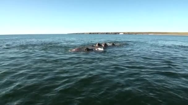 Группа моржей отдыхает в водах Северного Ледовитого океана на Новой Земле в России . — стоковое видео