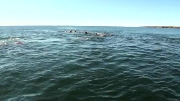 Groep van walrussen rest in water van de Noordelijke IJszee op de nieuwe aarde in Rusland. — Stockvideo