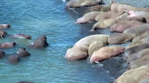 Skupina mrožů odpočinku na břehu Severního ledového oceánu na nové zemi v Rusku. — Stock video