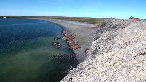 Skupina mrožů odpočinku na břehu Severního ledového oceánu na nové zemi v Rusku. — Stock video