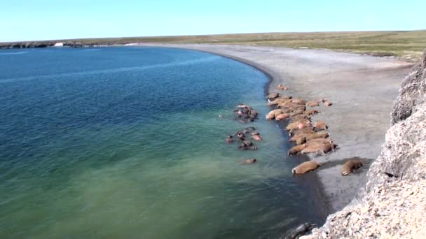 Grupa morsów odpoczynku nad brzegiem Oceanu Arktycznego na nowej ziemi w Rosji. — Wideo stockowe