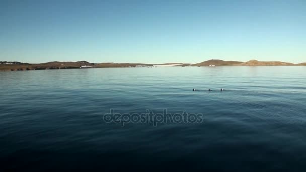 Côte et surface de l'eau de l'océan Arctique sur la Nouvelle Terre Vaigach Island . — Video