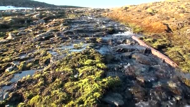 광 야에 여름에 토양 뉴 지구 Vaigach 섬에 해안의 북극 사막. — 비디오