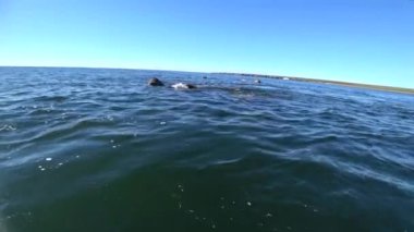 Arktik Okyanusu Rusya'da Yeni Dünya'nın suda walruses kalan grup.