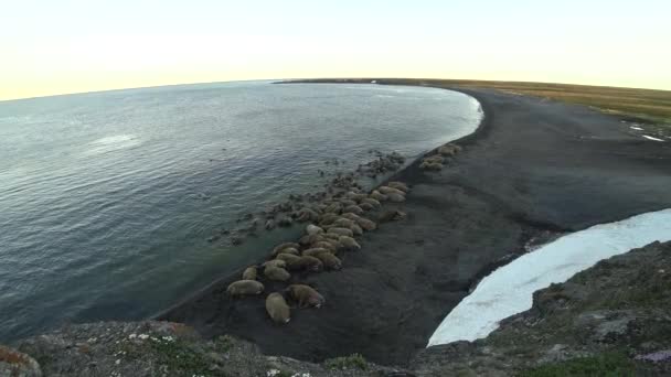 Grupo de morsas descansam na água do Oceano Ártico na Nova Terra na Rússia . — Vídeo de Stock