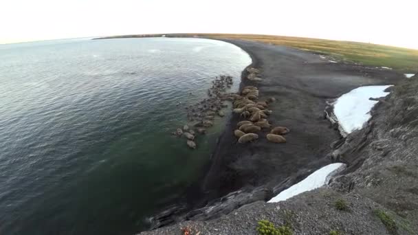 Groep van walrussen rest in water van de Noordelijke IJszee op de nieuwe aarde in Rusland. — Stockvideo