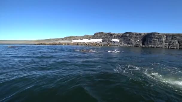 Skupina mrožů odpočinek ve vodě Severního ledového oceánu na nové zemi v Rusku. — Stock video