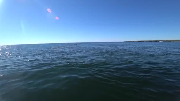 组的海象休息在北冰洋俄罗斯新地球上的水. — 图库视频影像