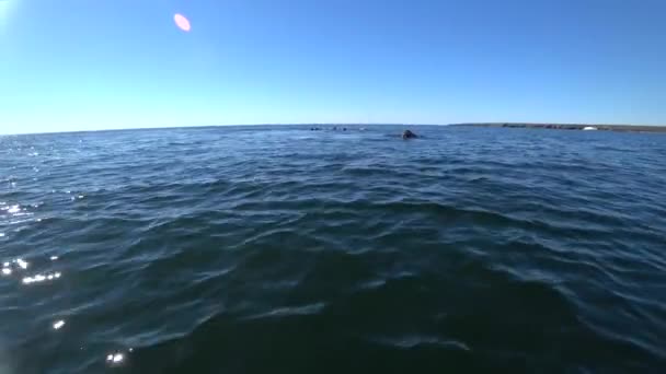 Il gruppo di trichechi riposa in acqua di Oceano Artico su Nuova Terra in Russia . — Video Stock