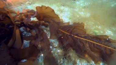 Hios sualtı deniz dibinin Kara Denizi Kuzey Buz Denizi üzerinde yiyecek bulmak Yengeç.
