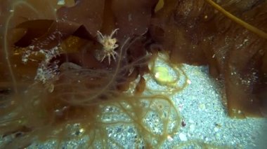 Hios sualtı deniz dibinin Kara Denizi Kuzey Buz Denizi üzerinde yiyecek bulmak Yengeç.