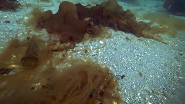 Hios de cangrejo bajo el agua en busca de alimento en el fondo marino del mar de Kara Océano Ártico . — Vídeo de stock