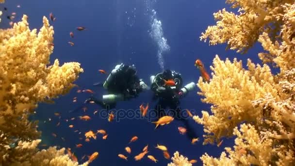 Due sommozzatori e una scuola di pesci nelle barriere coralline sottomarine nel Mar Rosso . — Video Stock