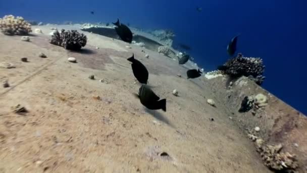 Shipwreck Salem Express deep underwater Red sea. — Stock Video