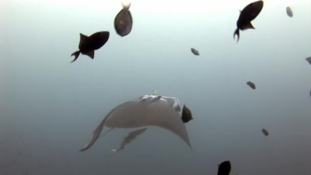Manta ray och remora fisk undervattens bakgrund speglar solen i Maldiverna. — Stockvideo