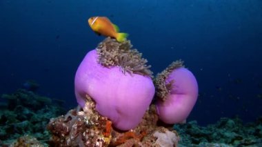 Anemon actinia ve parlak turuncu palyaço balık Maldivler sualtı deniz yatağı üzerinde.