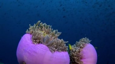 Anemon actinia ve parlak turuncu palyaço balık Maldivler sualtı deniz yatağı üzerinde.