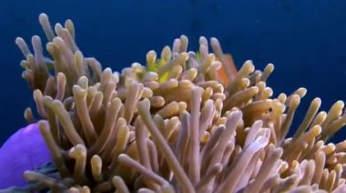 Anemon actinia ve parlak turuncu palyaço balık Maldivler sualtı deniz yatağı üzerinde.