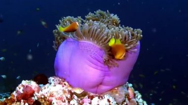 Anemon actinia ve parlak turuncu palyaço balık Maldivler sualtı deniz yatağı üzerinde.
