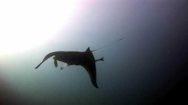 Manta ray and remora fish underwater background of reflection sun in Maldives. — Stock Video