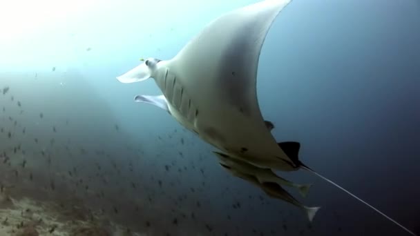 Manta ray och remora fisk undervattens bakgrund speglar solen i Maldiverna. — Stockvideo