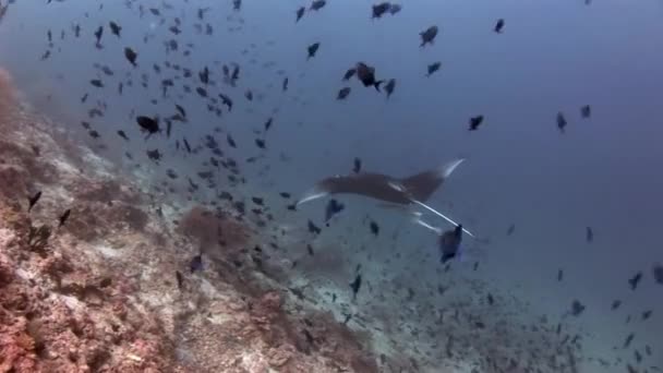 Manta ray onderwater op achtergrond van school van vissen in de Maldiven. — Stockvideo