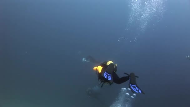 两名潜水员和蝠鲼水下背景的反射太阳在马尔代夫. — 图库视频影像