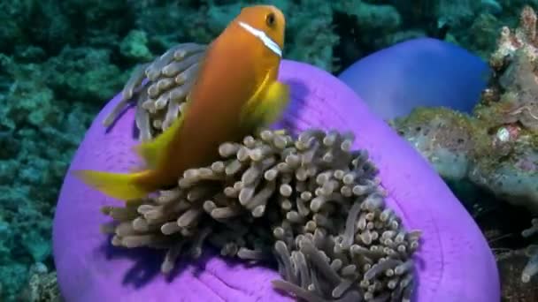 Anemone actinia und leuchtend orangefarbene Clownfische auf dem Meeresboden der Malediven. — Stockvideo