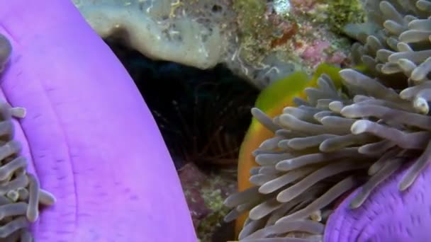 Anemone actinia und leuchtend orangefarbene Clownfische auf dem Meeresboden der Malediven. — Stockvideo