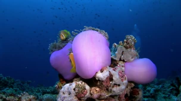 Anemone actinia és világos narancssárga Bohóc hal, a tengerfenék, víz alatti Maldív-szigetek. — Stock videók