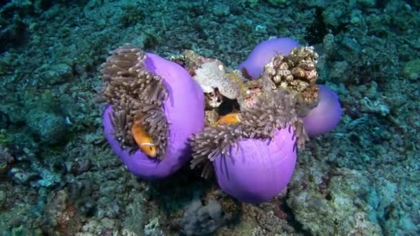 Actinia Sasanka a zářivě oranžové clown ryb na mořském dně pod vodou z Malediv. — Stock video