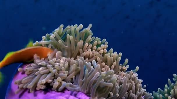 Anémona actinia y pez payaso naranja brillante en el fondo marino bajo el agua de Maldivas . — Vídeos de Stock