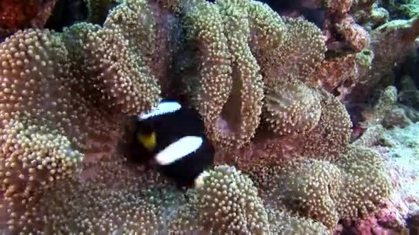 Anemone actinia och ljusa orange clown fisk på havsbottnen under vattnet i Maldiverna. — Stockvideo