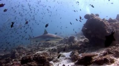 Köpekbalıkları ve tuna su altında arka plan okul balık deniz yatağı üzerinde.