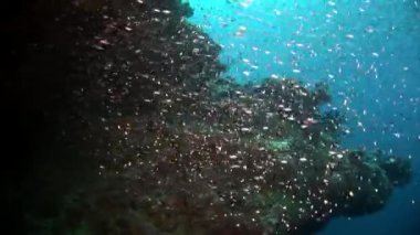 Küçük küçük balık sürüsü su altında arka planda yansıma güneş.